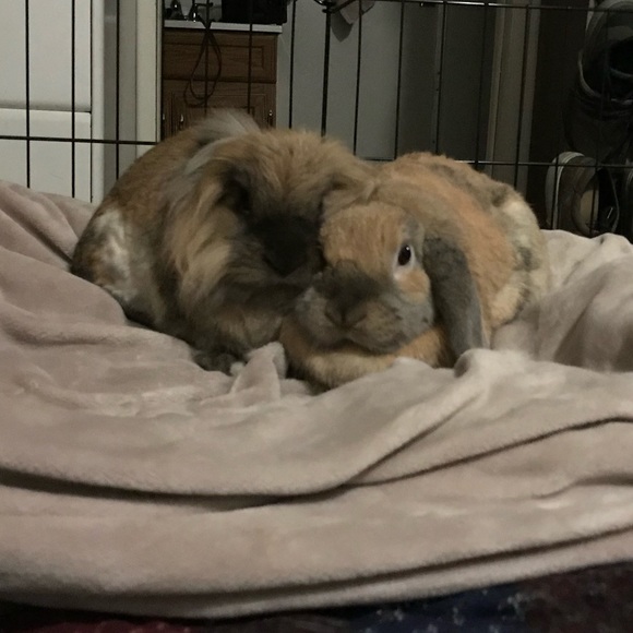 I HAVE PETS - Picture 3 of 4